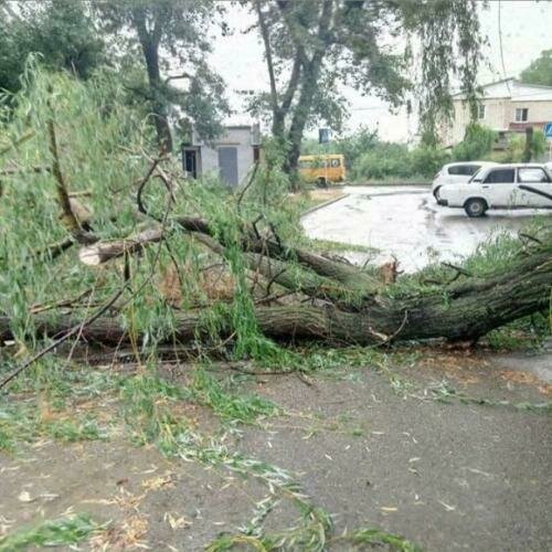 В Ставрополе на проезжую часть упали сразу два дерева
