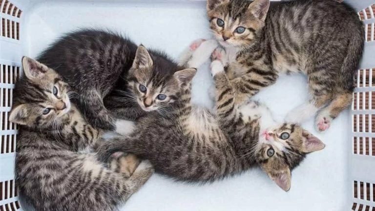Клонировать любимого кота в Китае можно всего лишь за 35 тысяч долларов