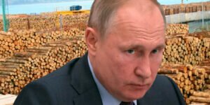 Путин пообещал поставить строгий заслон разворовыванию российских лесных богатств, но с 1 января 2022 года