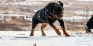В Туве собаки насмерть загрызли женщину, которая скончалась в больнице