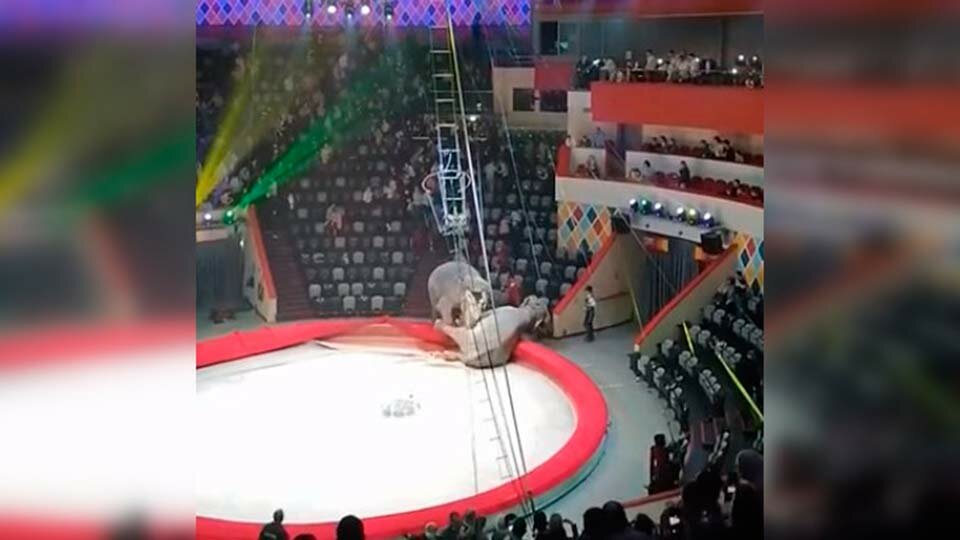 Драка слонов в цирке Казани