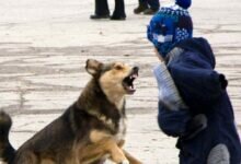 Нападение собаки на ребенка