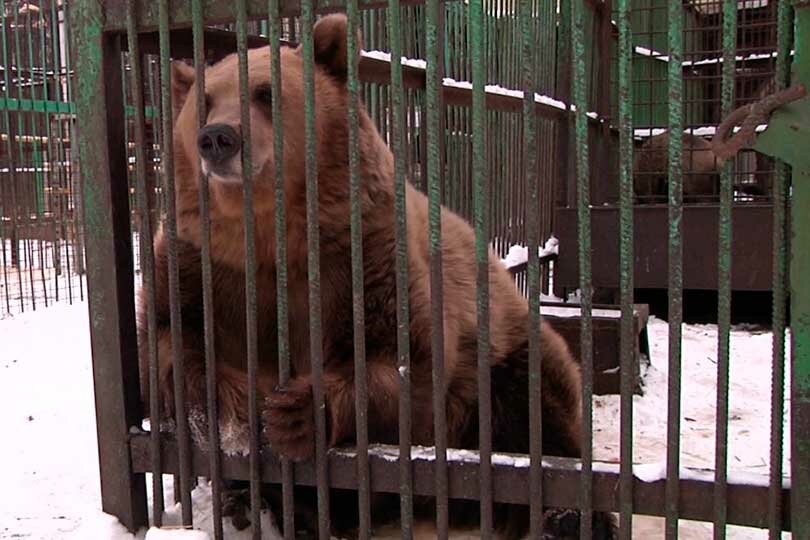 Вольер с медведем
