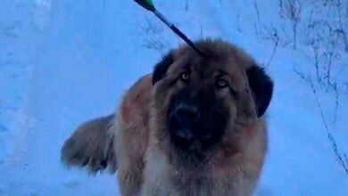 Собака со стрелой в голове
