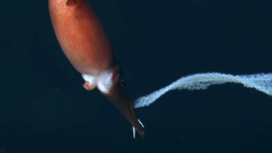 Самка кальмара