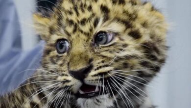 Котёнок леопарда