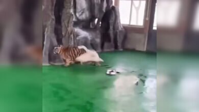 Гусь нападает на тигра