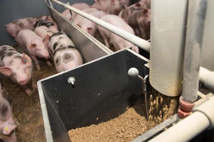 Свиньи едят зерно