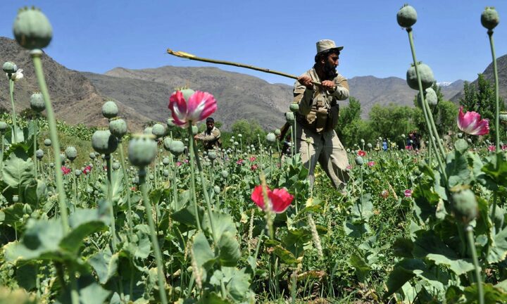 Выращивание мака в Афганистане