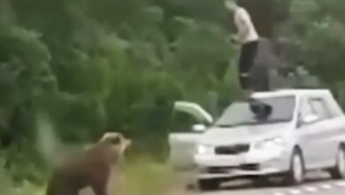Мужик и медведь
