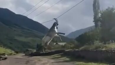 Козёл висит на проводах
