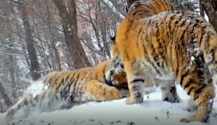 Amur Mash: Тигры активизировались в Приморье, один утащил в тайгу сторожевого пса на цепи
