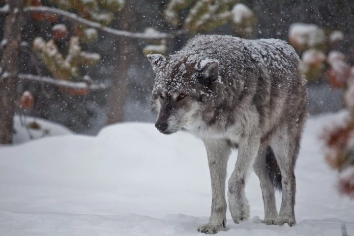Охотовед Епачинцев: Загрызший у Кургана женщину волк мог прийти из Казахстана за косулями
