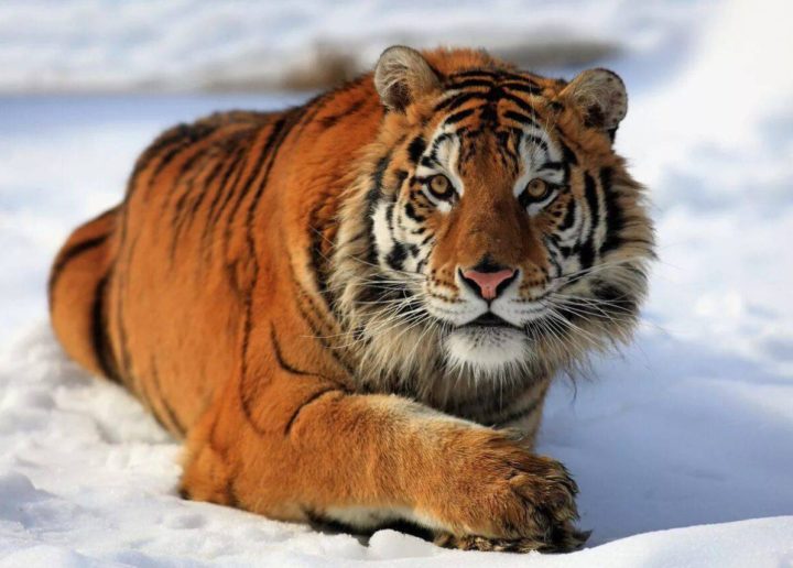 В Приморье нашли убитого тигра из Красной книги, которого разрезали на куски из мести
