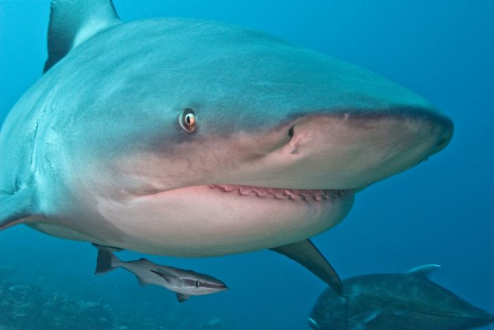 В Сиднее произошло неожиданное, тупорылая акула напала на человека в первый раз с 2009 года